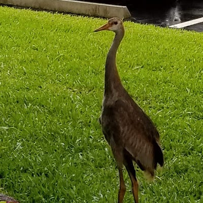 Room wanted in Stuart, FL Main Photo