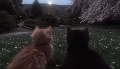 Room wanted in NYC Main Photo