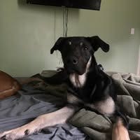 Room wanted in Southaven, MS Main Photo