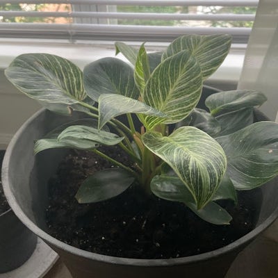 Room wanted in Columbia, SC Main Photo