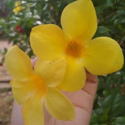 Room wanted in Casa Grande, AZ Main Photo