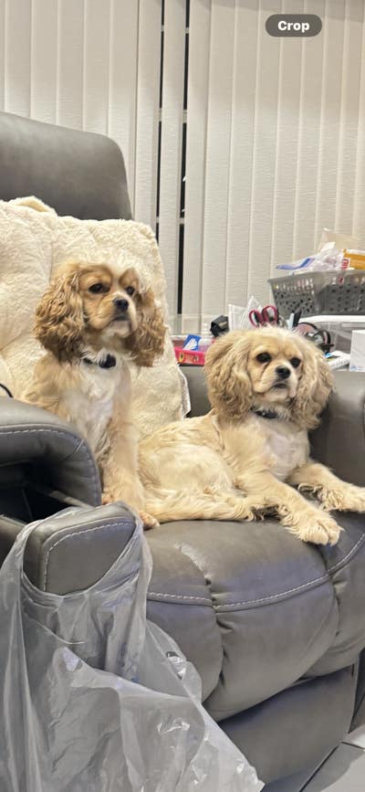 Dog owner looking for room in queens or Bronx Main Photo