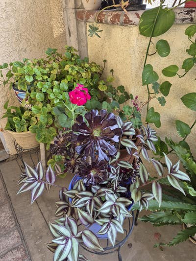 Room wanted in Costa Mesa, CA Main Photo