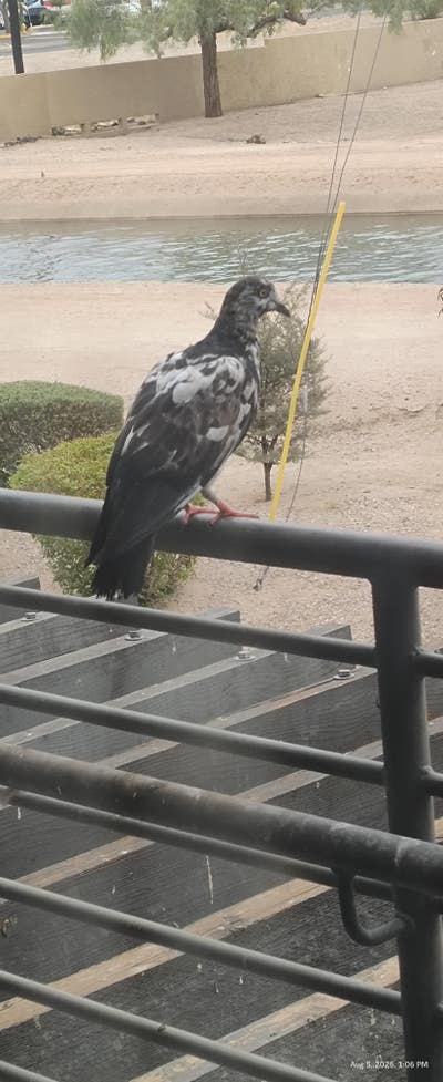 Room wanted in Phoenix, AZ Main Photo