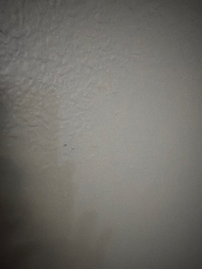 Room wanted in Lutz, Hillsborough County, FL Main Photo