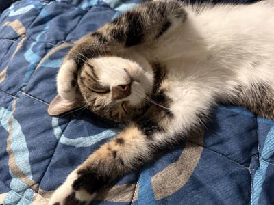 BIG SPACE WANTED TO OPEN UP OUR CAT RESCUE ORG Main Photo