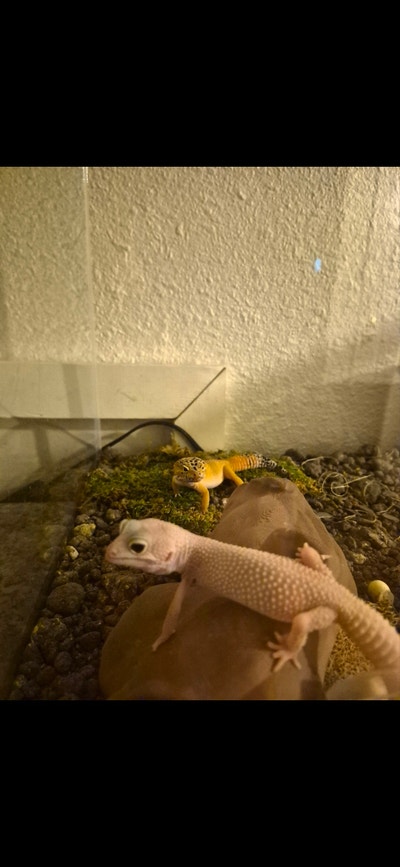 Room wanted in Orange, CA Main Photo
