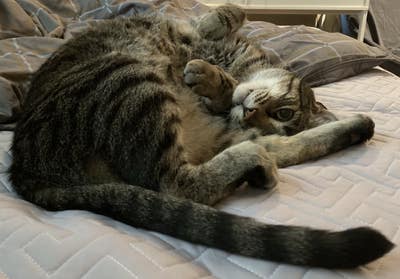 looking for cat-friendly pest-free room long-term Main Photo