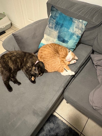 Room wanted in Paterson, Passaic County, NJ Main Photo