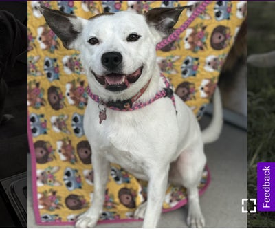 Single female with a medium-sized dog Main Photo