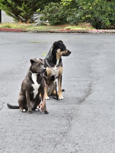 Good dogs stay free, single occupancy room Main Photo