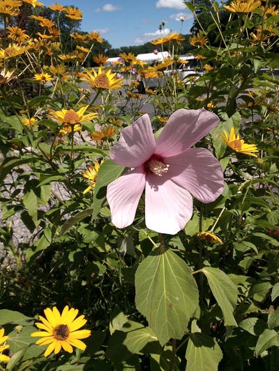 Room wanted in Torrington, Litchfield County, CT Main Photo