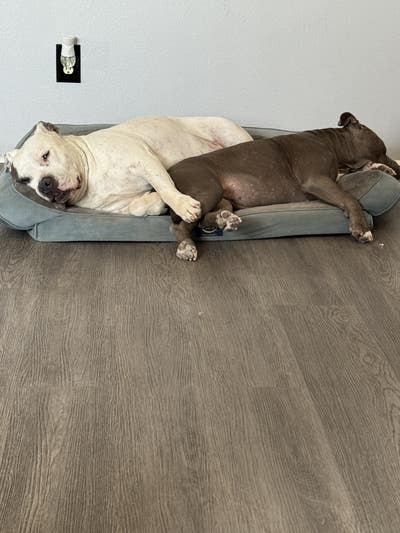 Room wanted in Anaheim, CA Main Photo