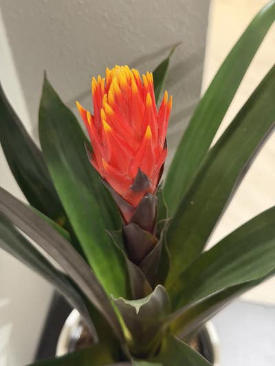 Room wanted in Sugar Land, TX Main Photo