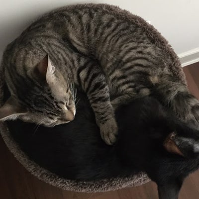 Room wanted in Bound Brook, NJ Main Photo