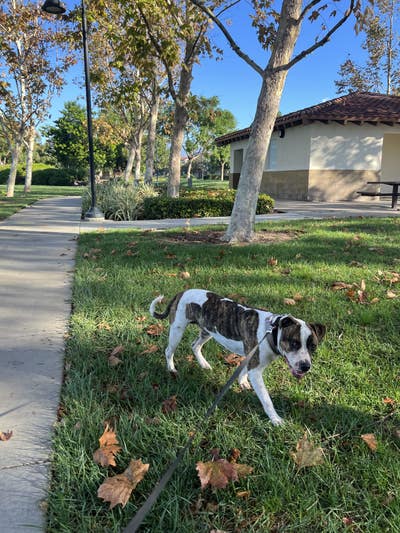 Room wanted in Cerritos, Los Angeles, CA Main Photo